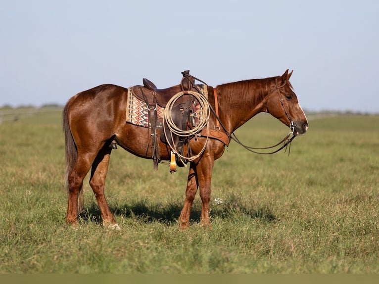 American Quarter Horse Wałach 10 lat 147 cm Cisawa in Dublin, TX