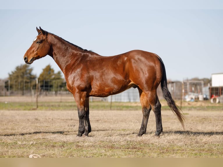 American Quarter Horse Wałach 10 lat 147 cm Gniada in Ravennna TX