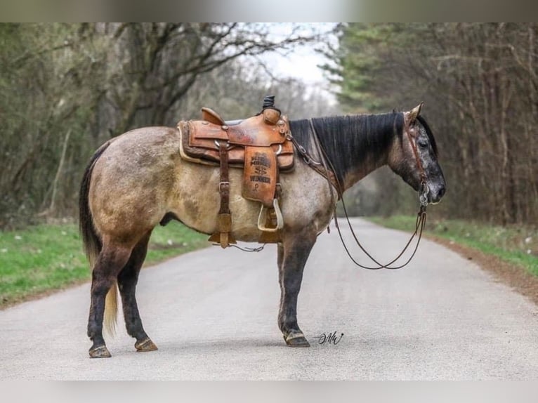 American Quarter Horse Wałach 10 lat 147 cm Grullo in Lincoln NE