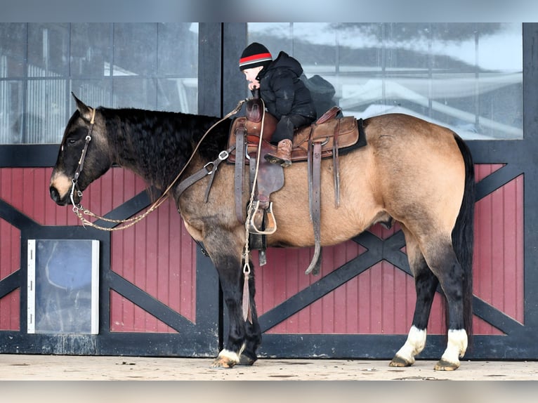 American Quarter Horse Wałach 10 lat 147 cm Jelenia in Rebersburg