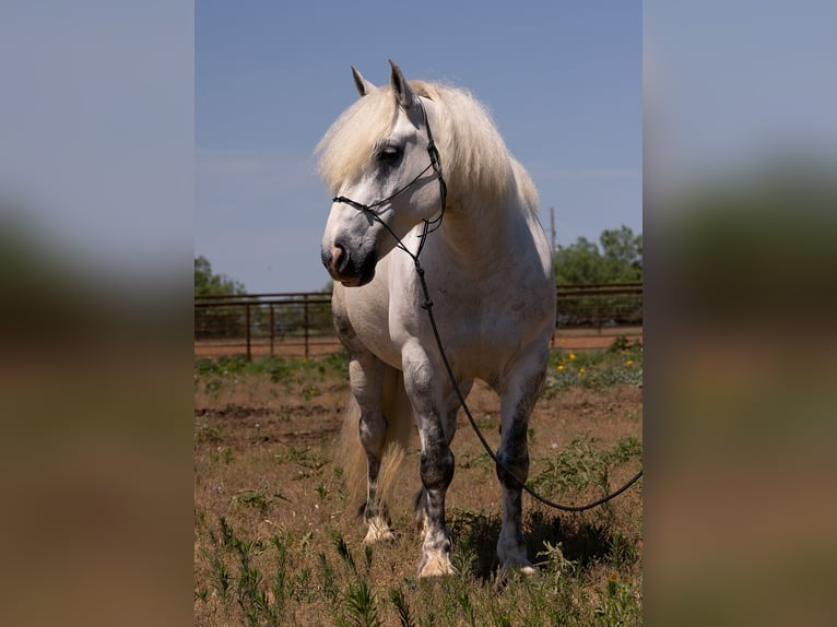 American Quarter Horse Wałach 10 lat 147 cm Siwa jabłkowita in Bryers TX