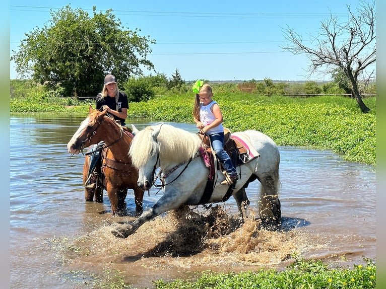 American Quarter Horse Wałach 10 lat 147 cm Siwa jabłkowita in Bryers TX