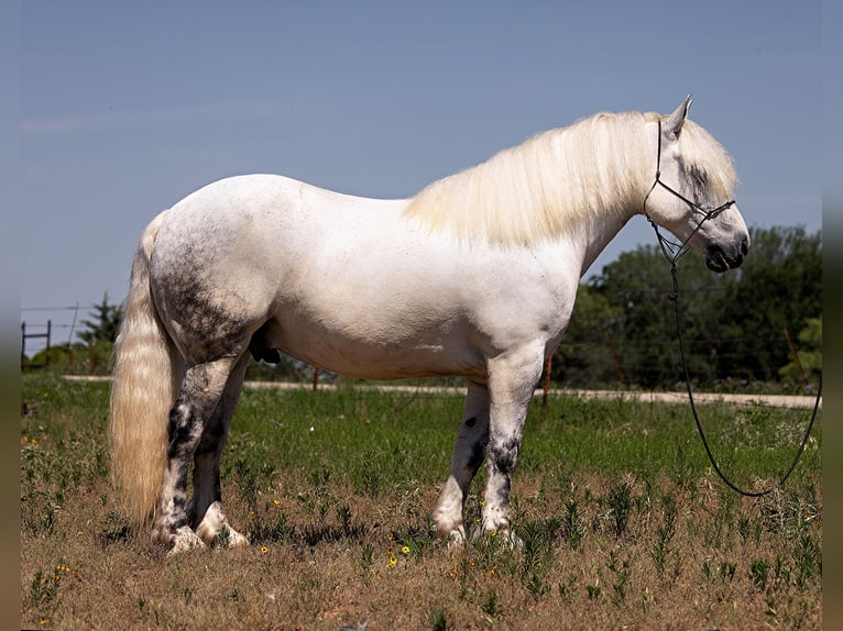 American Quarter Horse Wałach 10 lat 147 cm Siwa jabłkowita in Bryers TX