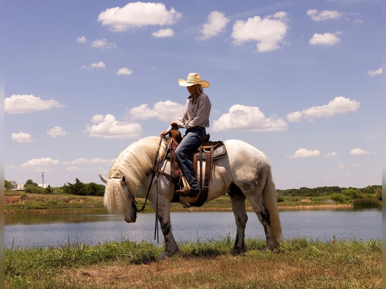 American Quarter Horse Wałach 10 lat 147 cm Siwa jabłkowita in Bryers TX