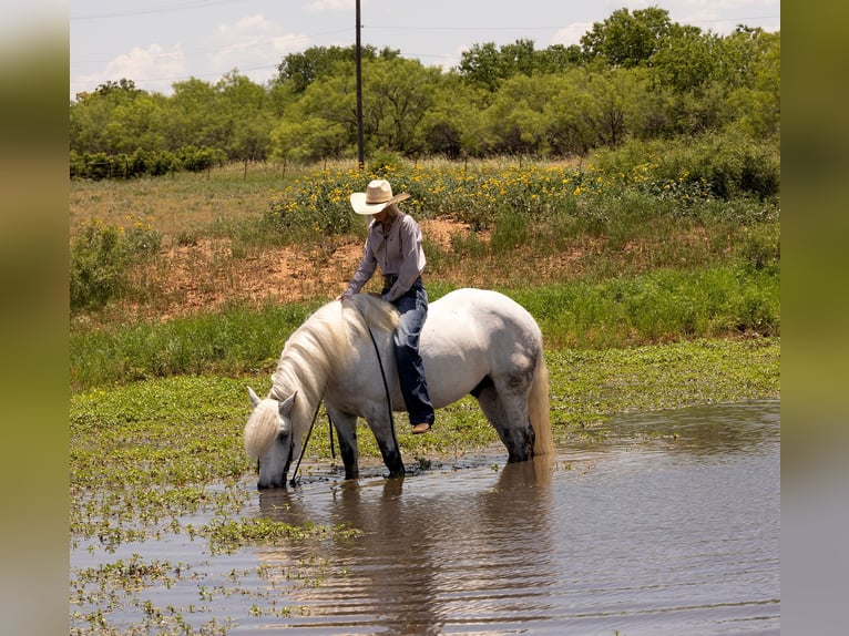 American Quarter Horse Wałach 10 lat 147 cm Siwa jabłkowita in Bryers TX