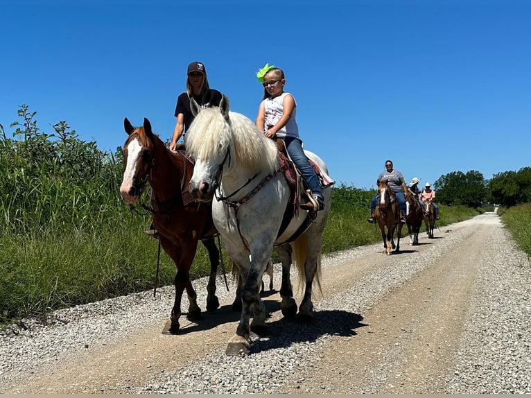 American Quarter Horse Wałach 10 lat 147 cm Siwa jabłkowita in Bryers TX