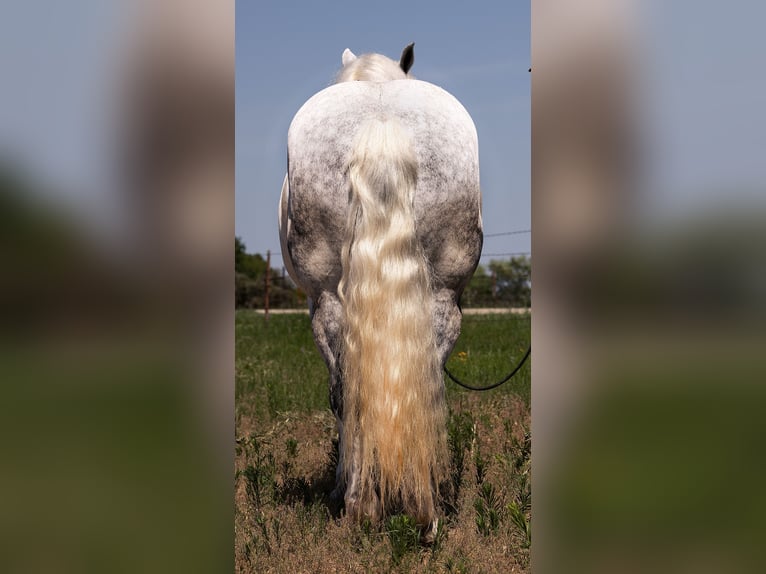 American Quarter Horse Wałach 10 lat 147 cm Siwa jabłkowita in Bryers TX