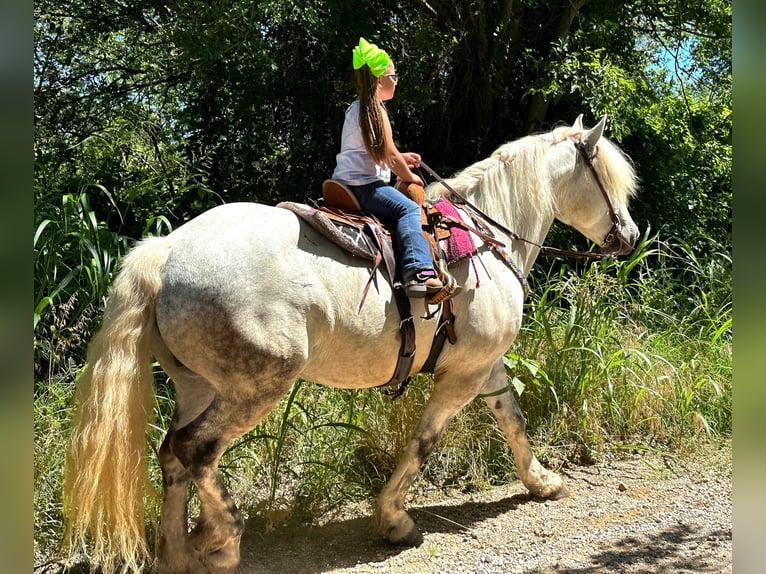 American Quarter Horse Wałach 10 lat 147 cm Siwa jabłkowita in Bryers TX