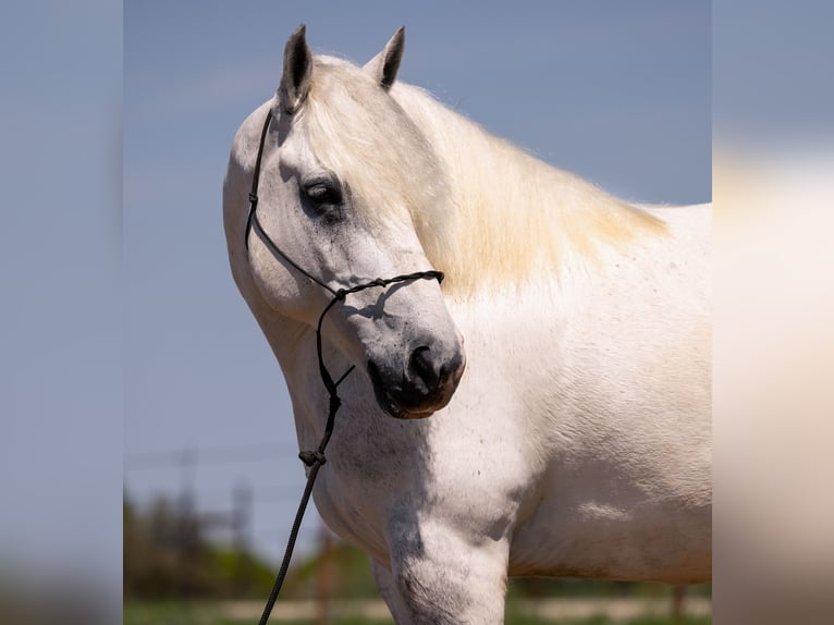 American Quarter Horse Wałach 10 lat 147 cm Siwa jabłkowita in Bryers TX