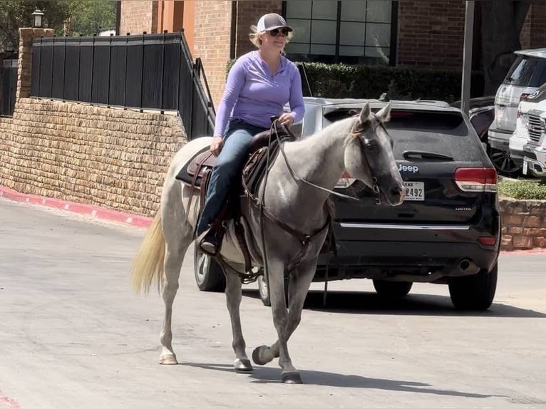 American Quarter Horse Wałach 10 lat 147 cm Siwa in Weatherford TX