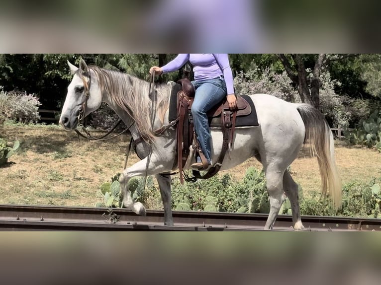 American Quarter Horse Wałach 10 lat 147 cm Siwa in Weatherford TX