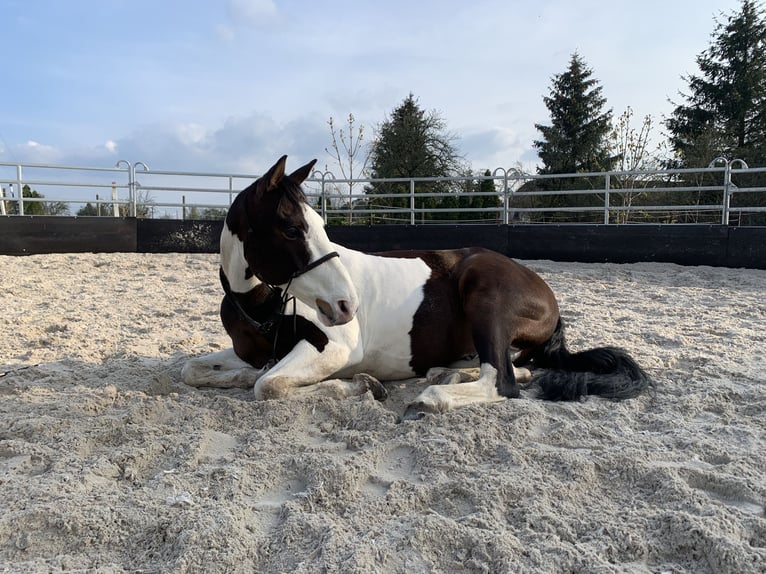 American Quarter Horse Mix Wałach 10 lat 147 cm Srokata in Spremberg