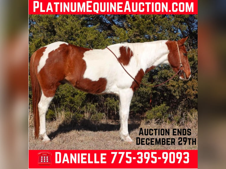 American Quarter Horse Wałach 10 lat 147 cm Tobiano wszelkich maści in Guthrie OK