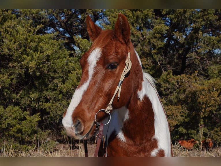 American Quarter Horse Wałach 10 lat 147 cm Tobiano wszelkich maści in Guthrie OK