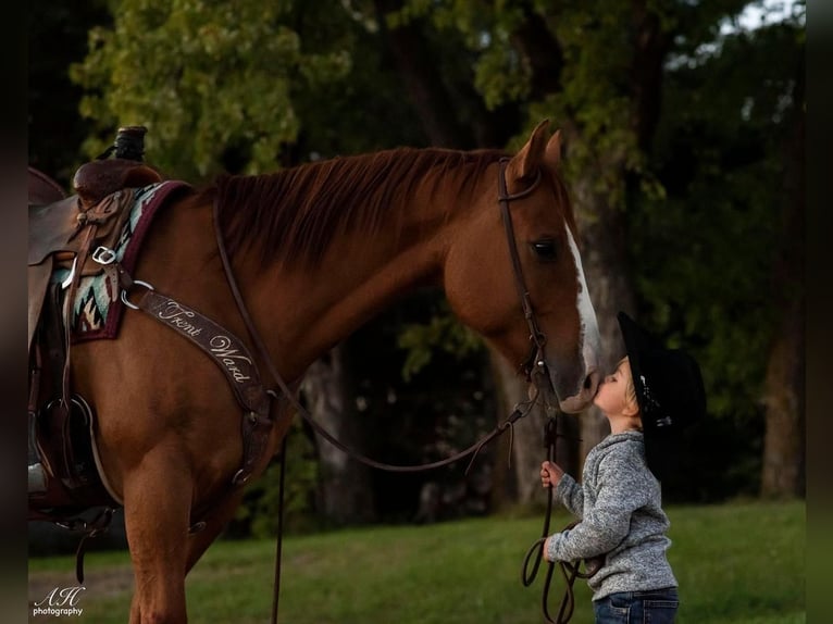 American Quarter Horse Wałach 10 lat 150 cm Bułana in Fergus Falls