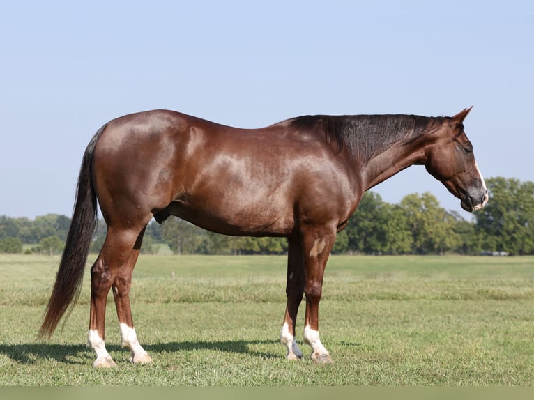 American Quarter Horse Wałach 10 lat 150 cm Ciemnokasztanowata in Buffalo, MO