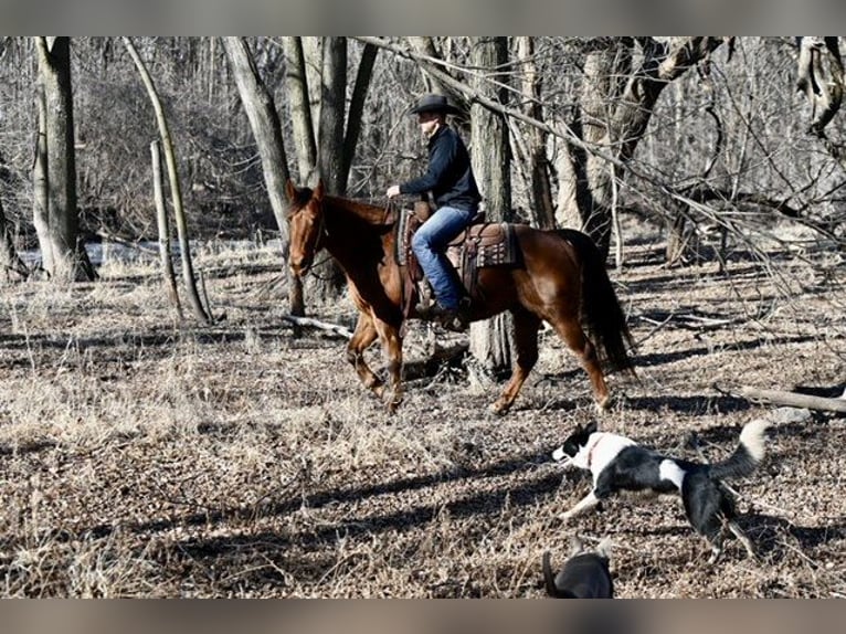 American Quarter Horse Wałach 10 lat 150 cm Ciemnokasztanowata in Cannon Falls, MN