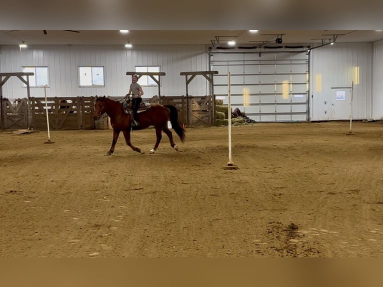 American Quarter Horse Wałach 10 lat 150 cm Ciemnokasztanowata in Cannon Falls, MN