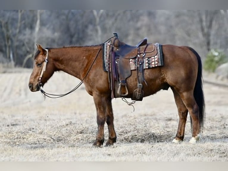 American Quarter Horse Wałach 10 lat 150 cm Ciemnokasztanowata in Cannon Falls, MN