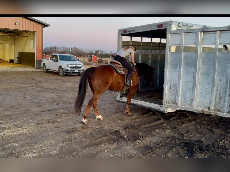 American Quarter Horse Wałach 10 lat 150 cm Ciemnokasztanowata in Cannon Falls, MN