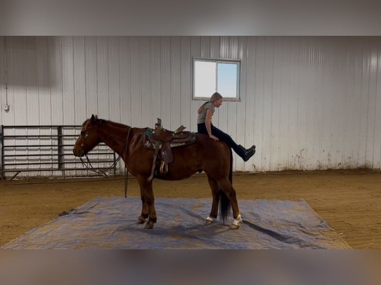 American Quarter Horse Wałach 10 lat 150 cm Ciemnokasztanowata in Cannon Falls, MN