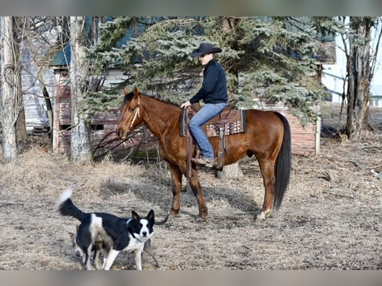 American Quarter Horse Wałach 10 lat 150 cm Ciemnokasztanowata in Cannon Falls, MN