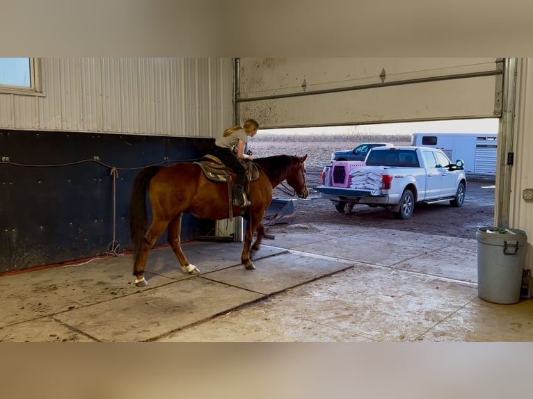 American Quarter Horse Wałach 10 lat 150 cm Ciemnokasztanowata in Cannon Falls, MN