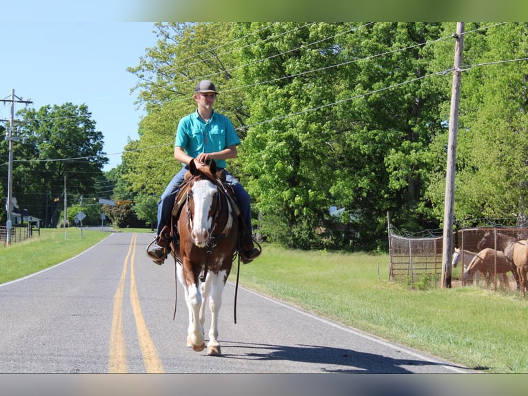 American Quarter Horse Wałach 10 lat 150 cm Ciemnokasztanowata in Cherryville NC