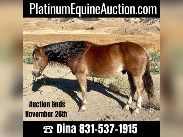 American Quarter Horse Wałach 10 lat 150 cm Ciemnokasztanowata in Paicine, CA