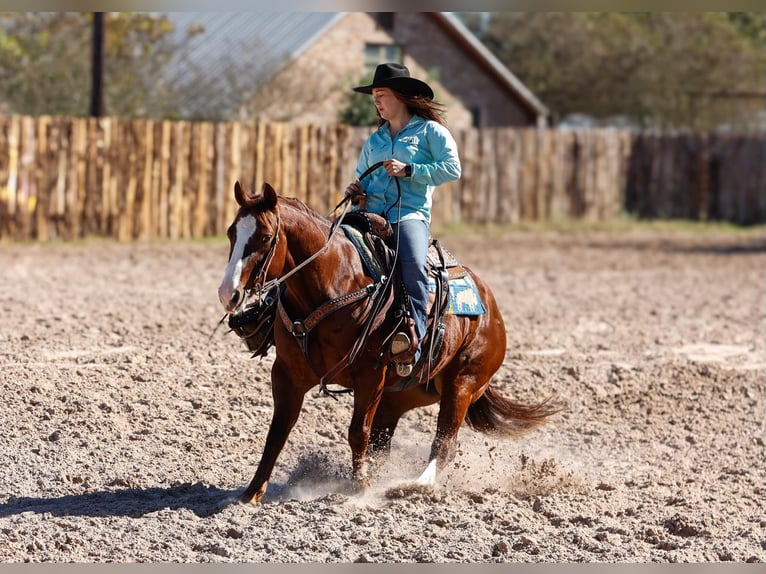 American Quarter Horse Wałach 10 lat 150 cm Ciemnokasztanowata in Rusk TX