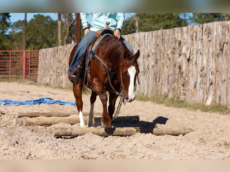 American Quarter Horse Wałach 10 lat 150 cm Ciemnokasztanowata in Rusk TX