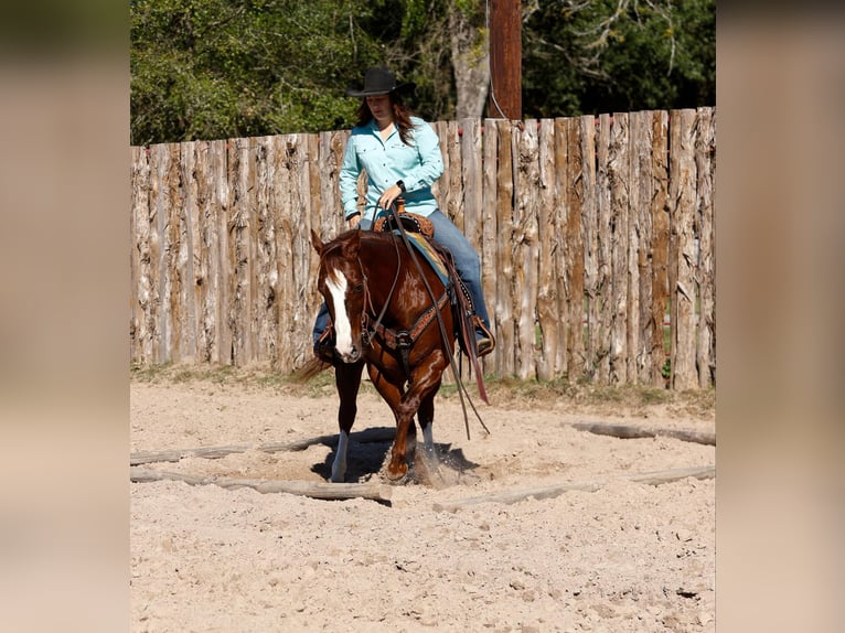 American Quarter Horse Wałach 10 lat 150 cm Ciemnokasztanowata in Rusk TX