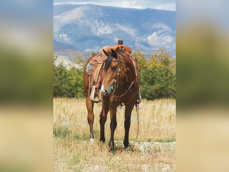 American Quarter Horse Wałach 10 lat 150 cm Gniada in Cody, WY