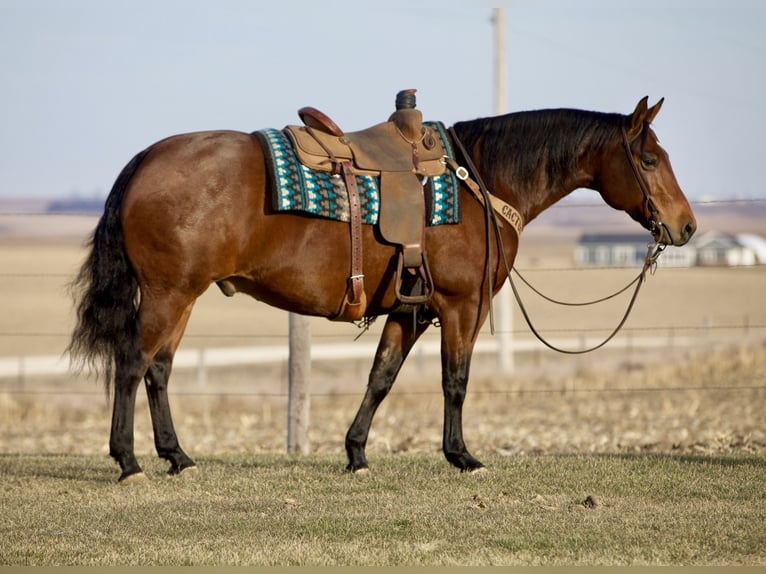 American Quarter Horse Wałach 10 lat 150 cm Gniada in Bernard, IA