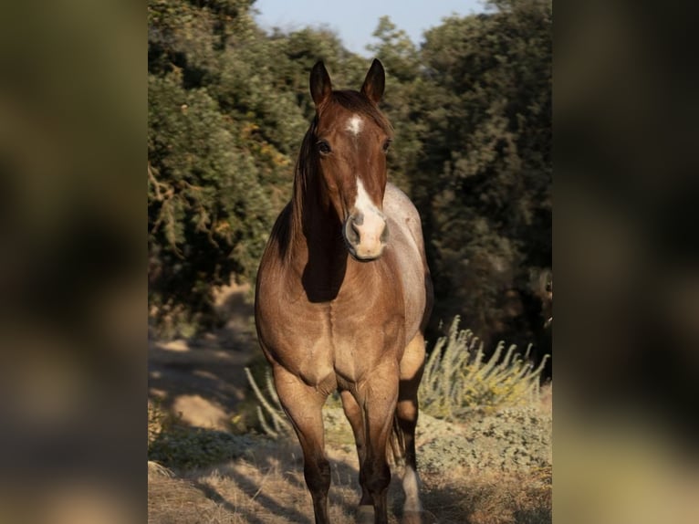 American Quarter Horse Wałach 10 lat 150 cm Gniadodereszowata in Kaufman
