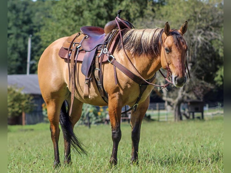 American Quarter Horse Wałach 10 lat 150 cm in Rebersburg, PA