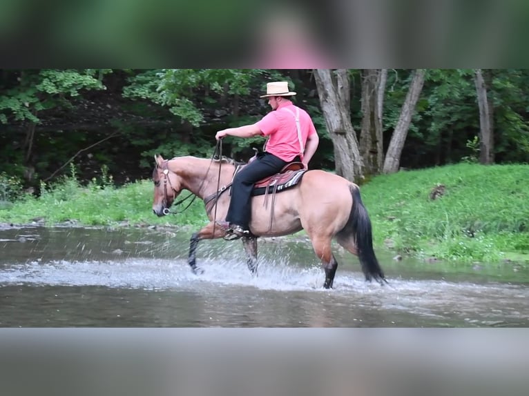 American Quarter Horse Wałach 10 lat 150 cm in Rebersburg, PA