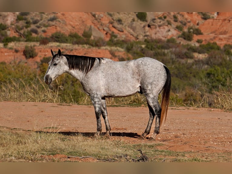 American Quarter Horse Wałach 10 lat 150 cm Siwa jabłkowita in Canyon TX