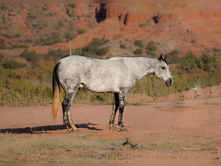 American Quarter Horse Wałach 10 lat 150 cm Siwa jabłkowita in Canyon TX