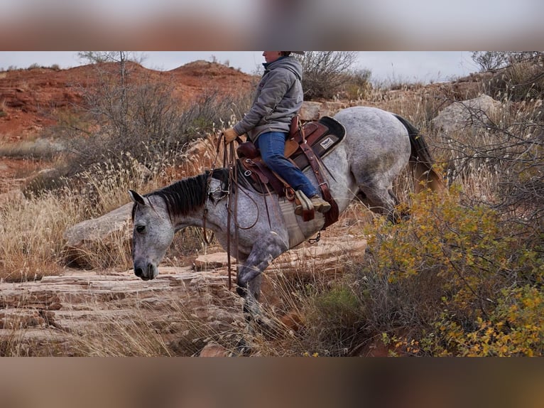 American Quarter Horse Wałach 10 lat 150 cm Siwa jabłkowita in Canyon TX