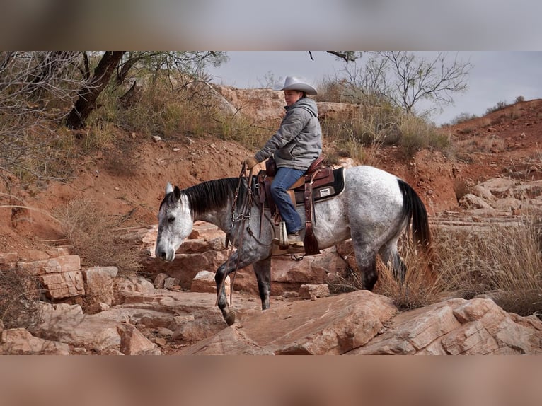 American Quarter Horse Wałach 10 lat 150 cm Siwa jabłkowita in Canyon TX