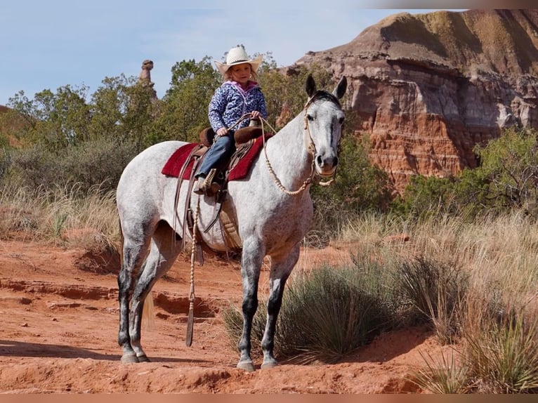 American Quarter Horse Wałach 10 lat 150 cm Siwa jabłkowita in Canyon TX