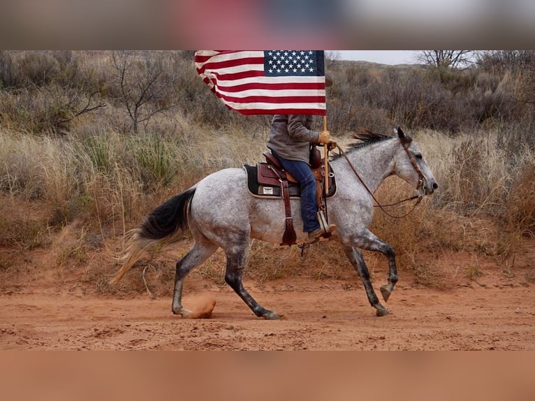 American Quarter Horse Wałach 10 lat 150 cm Siwa jabłkowita in Canyon TX