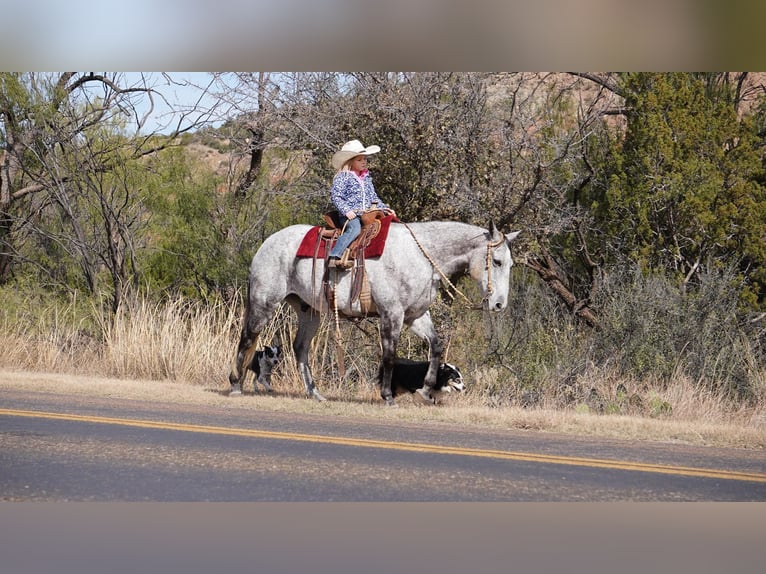 American Quarter Horse Wałach 10 lat 150 cm Siwa jabłkowita in Canyon TX