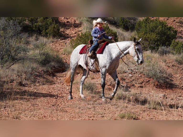 American Quarter Horse Wałach 10 lat 150 cm Siwa jabłkowita in Canyon TX