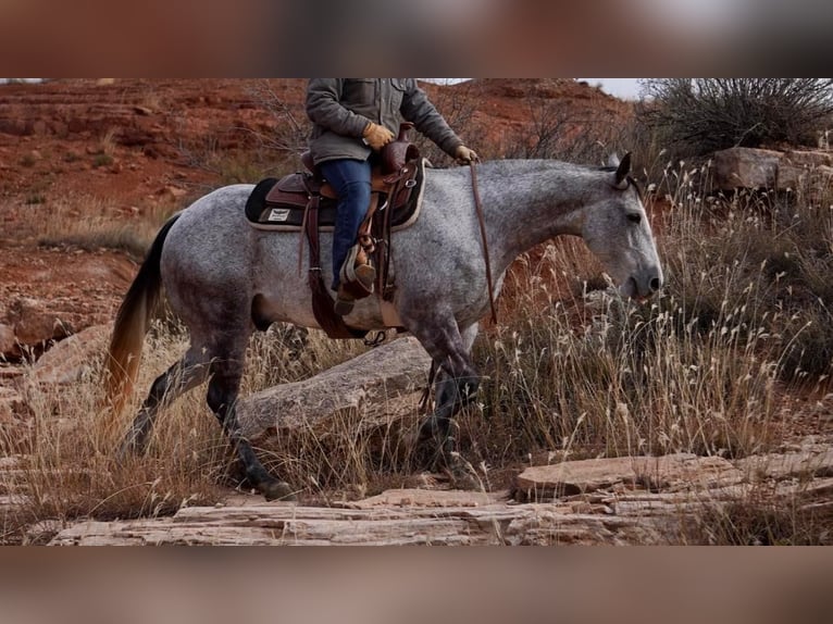 American Quarter Horse Wałach 10 lat 150 cm Siwa jabłkowita in Canyon TX