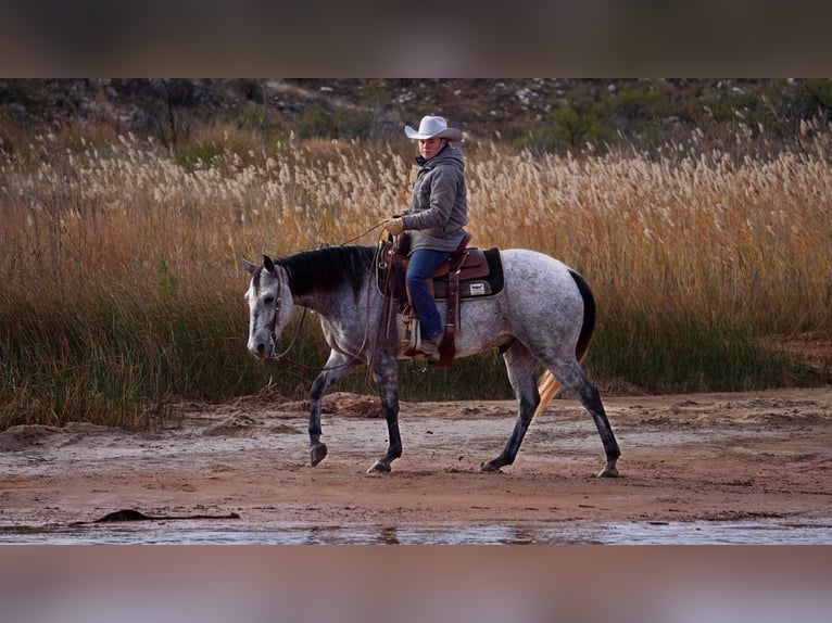 American Quarter Horse Wałach 10 lat 150 cm Siwa jabłkowita in Canyon TX