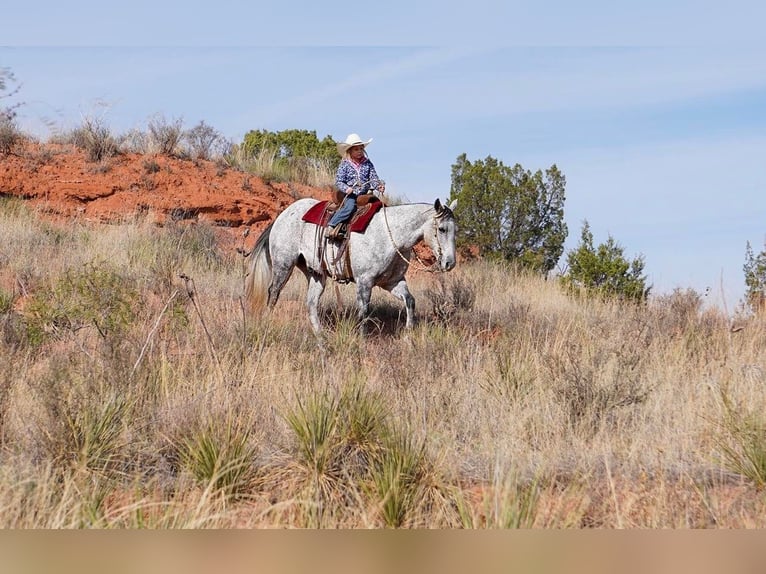 American Quarter Horse Wałach 10 lat 150 cm Siwa jabłkowita in Canyon TX