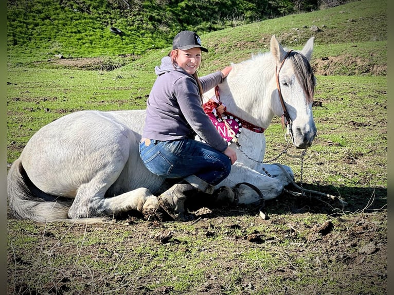 American Quarter Horse Wałach 10 lat 150 cm Siwa jabłkowita in Hollister CA