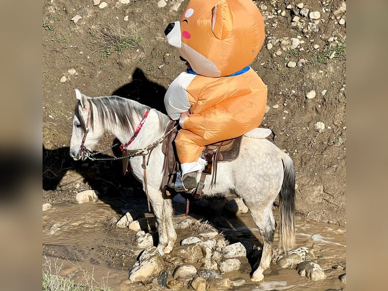 American Quarter Horse Wałach 10 lat 150 cm Siwa jabłkowita in Hollister CA